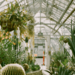 5 Common Houseplant Mistakes to Avoid